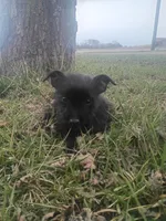 Rosie the Runt, a female Silky Terrier and Yorkshire Terrier for sale in Oil Trough, AR – Photo 1 of 9