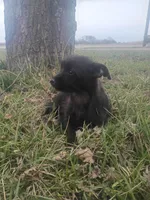 Rosie the Runt, a female Silky Terrier and Yorkshire Terrier for sale in Oil Trough, AR – Photo 2 of 9