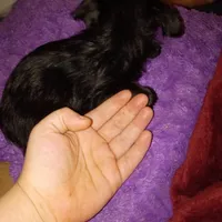 Sadie, a female Silky Terrier and Yorkshire Terrier for sale in Oil Trough, AR – Photo 2 of 10