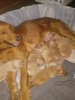 Marlo, a female Golden Retriever for sale in Oil Trough, AR – 2 of 7