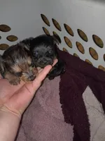 Tink, a female Yorkshire Terrier for sale in Oil Trough, AR – 5 of 8