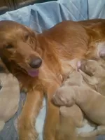 Maple, a female Golden Retriever for sale in Oil Trough, AR – 4 of 7