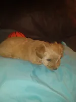 Pancake, a female Yorkshire Terrier for sale in Oil Trough, AR – 5 of 7