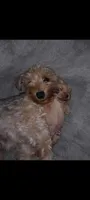 Pancake, a female Yorkshire Terrier for sale in Oil Trough, AR – 2 of 7
