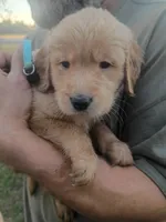 Hunter, a male Golden Retriever for sale in Oil Trough, AR – 3 of 7