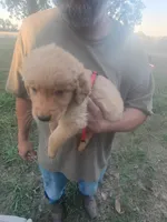 Rusty, a male Golden Retriever for sale in Oil Trough, AR – 2 of 7