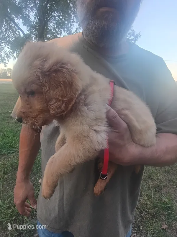 Rusty – Golden Retriever puppy for sale in Oil Trough, AR
