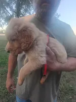 Rusty, a male Golden Retriever for sale in Oil Trough, AR – 1 of 7