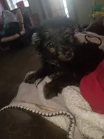 Cooper, a male Yorkshire Terrier for sale in Oil Trough, AR – 2 of 7