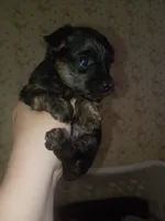 Tink, a female Yorkshire Terrier for sale in Oil Trough, AR – 3 of 8