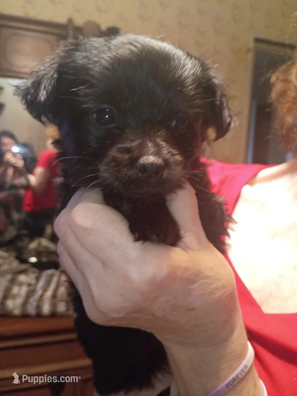 Cosmo – Yorkshire Terrier puppy for sale in Oil Trough, AR