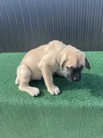 Green , a male Cane Corso for sale in Miami, FL – 4 of 6