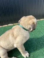 Green , a male Cane Corso for sale in Miami, FL – 2 of 6