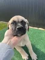 Green , a male Cane Corso for sale in Miami, FL – 3 of 6