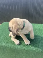 Green , a male Cane Corso for sale in Miami, FL – 6 of 6