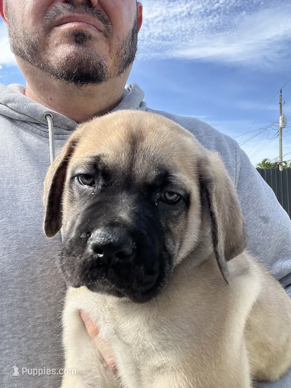 Green  – Cane Corso puppy for sale in Miami, FL