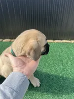 Green , a male Cane Corso for sale in Miami, FL – 5 of 6