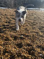 Snow, a female American Bully for sale in Stafford, VA – Photo 9 of 9