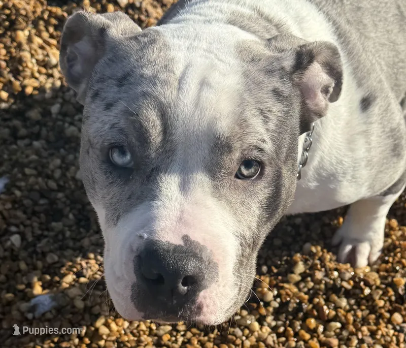 Snow – American Bully puppy for sale in Stafford, VA