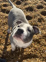 Snow, a female American Bully for sale in Stafford, VA – Photo 5 of 9