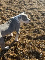 Snow, a female American Bully for sale in Stafford, VA – Photo 8 of 9