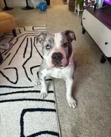 Snow, a female American Bully for sale in Stafford, VA – Photo 3 of 9