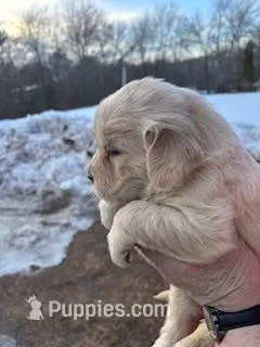 Golden, a male Golden Retriever for sale in Uxbridge, MA – Photo 1 of 1