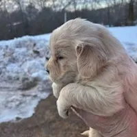 Golden, a male Golden Retriever for sale in Uxbridge, MA – 1 of 1