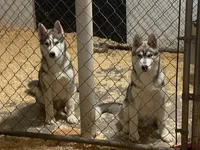 Husky Boy 2, a male Siberian Husky for sale in Uxbridge, MA – Photo 2 of 2