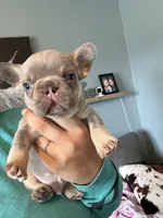 Eeyore, a male French Bulldog for sale in Waynesburg, OH – 3 of 3