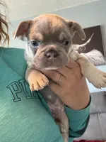 Pibbles, a male French Bulldog for sale in Waynesburg, OH – 4 of 4