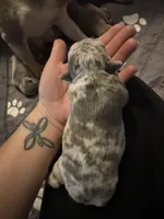 Leo, a male French Bulldog for sale in Waynesburg, OH – 2 of 4