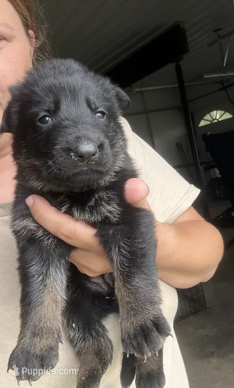 German Shep – German Shepherd Dog puppy for sale in Waynesburg, OH