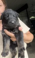 German Shep, a male German Shepherd Dog for sale in Waynesburg, OH – 1 of 3