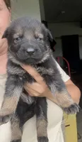German Shep, a male German Shepherd Dog for sale in Waynesburg, OH – 3 of 3