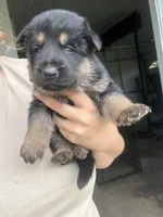 German Shep, a male German Shepherd Dog for sale in Waynesburg, OH – 2 of 3
