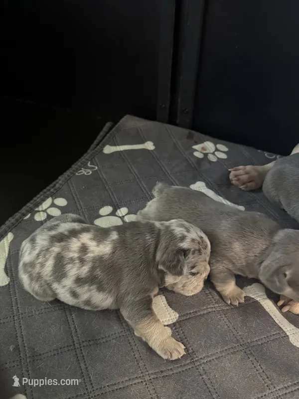 Leo – French Bulldog puppy for sale in Waynesburg, OH