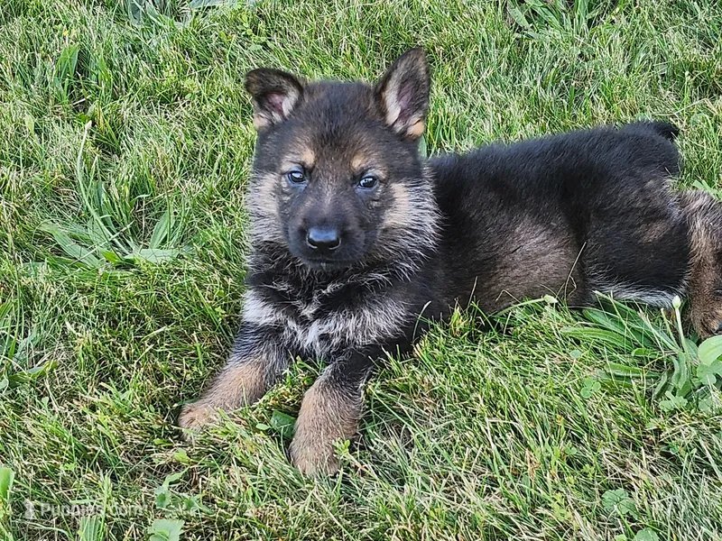 German shepherd. – German Shepherd Dog puppy for sale in Waynesburg, OH