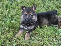 German shepherd., a female German Shepherd Dog for sale in Waynesburg, OH – 1 of 1
