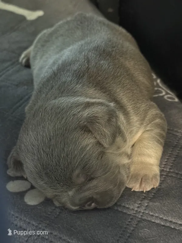 Pibbles – French Bulldog puppy for sale in Waynesburg, OH