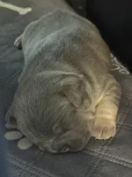 Pibbles, a male French Bulldog for sale in Waynesburg, OH – 1 of 3