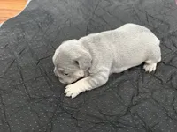 Pibbles, a male French Bulldog for sale in Waynesburg, OH – 3 of 3