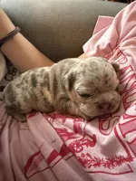 Leo, a male French Bulldog for sale in Waynesburg, OH – 3 of 4