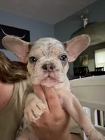 Leo, a male French Bulldog for sale in Waynesburg, OH – 5 of 5