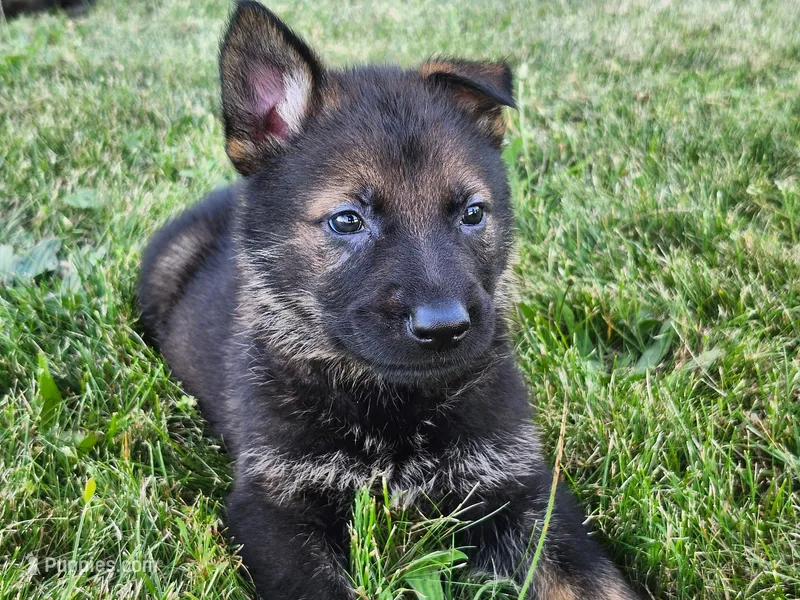 German shepherd. – German Shepherd Dog puppy for sale in Waynesburg, OH
