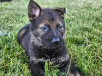 German shepherd., a female German Shepherd Dog for sale in Waynesburg, OH – 1 of 1