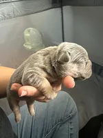 Pibbles, a male French Bulldog for sale in Waynesburg, OH – 2 of 3