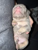 Eeyore, a male French Bulldog for sale in Waynesburg, OH – 2 of 2