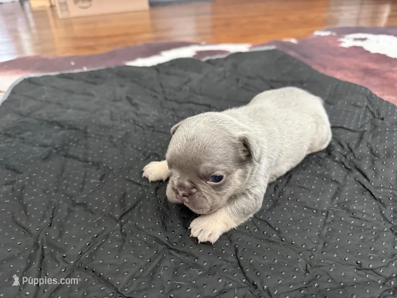Eeyore – French Bulldog puppy for sale in Waynesburg, OH