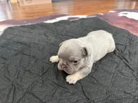 Eeyore, a male French Bulldog for sale in Waynesburg, OH – 1 of 2